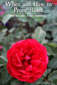 When and how to prune roses for healthy plants and lots of blooms! thelinkssite.com