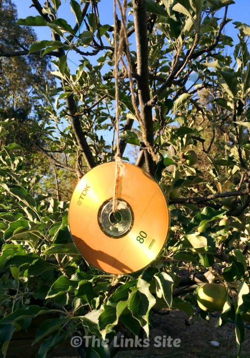 Hanging up shiny objects like CDs in the trees can help to protect you summer fruit from the birds!