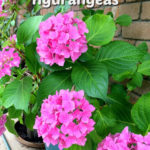 Hydrangea plants with pink flowers growing in containers along a brick wall. Text overlay says: Tips for Growing Hydrangeas.