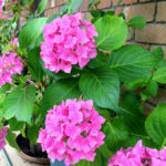 Hydrangea plants with pink flowers growing in containers. A brick wall can be seen in the background.