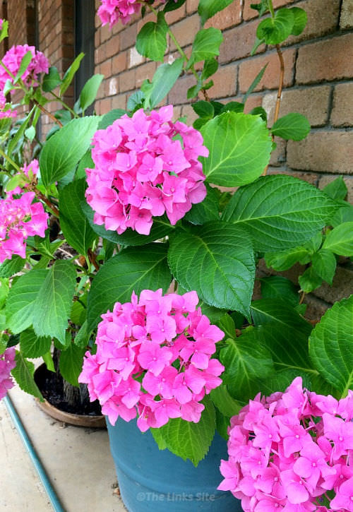 Hydrangea plants with pink flowers growing in containers. A brick wall can be seen in the background.
