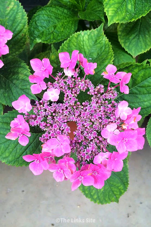 Close up of a pink lace cap hydrangea flower with hydrangea leaves in the background.