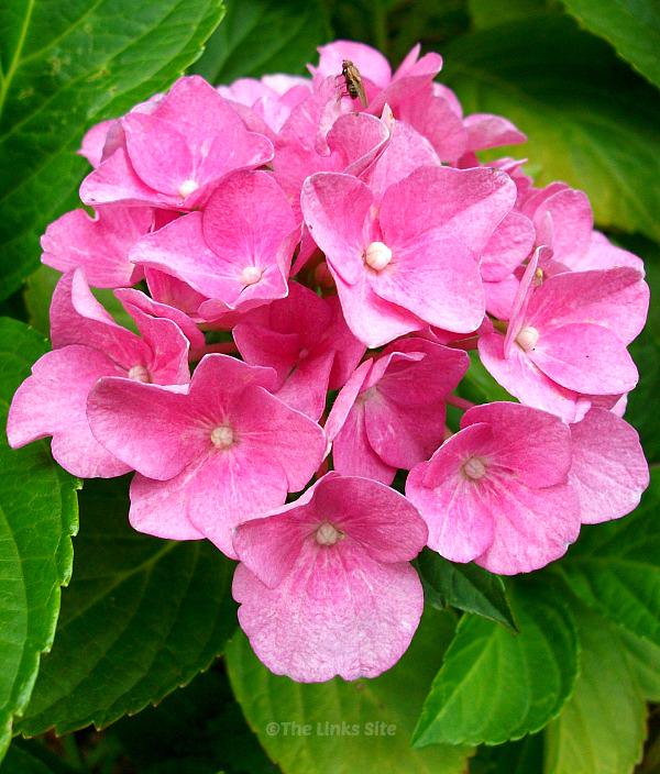 Close up of a pink hydrangea flower with hydrangea leaves in the background.