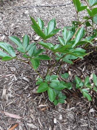 Using Mulch to Kill Garden Weeds - The Links Site