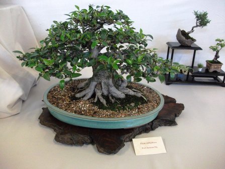 Use these links to learn about basic bonsai care - thelinkssite.com