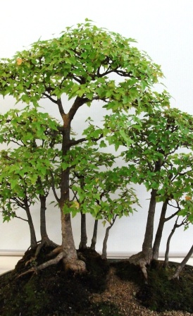 Great links for learning about basic bonsai care - thelinkssite.com