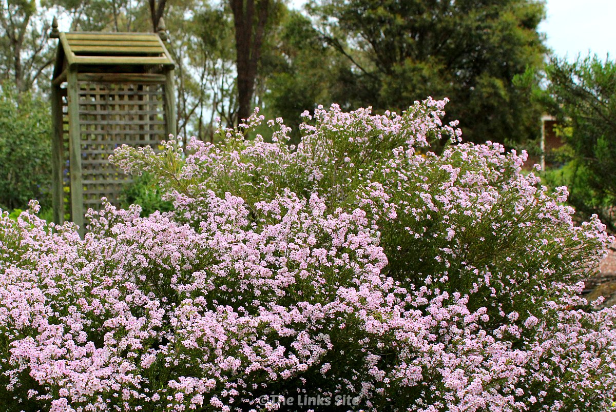 A large diosma bush covered in pale pink flowers is seen in the foreground. A wooden garden arbour and trees can be seen in the background. 