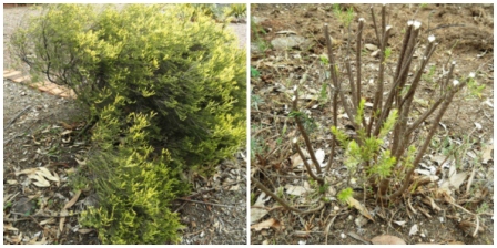 Image is split into two halves. A poor lopsided looking diosma is shown on the left and a pruned back diosma is shown on the right.