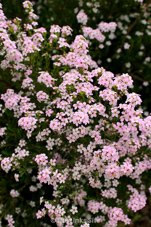 Diosma bush covered in small pale pink flowers.