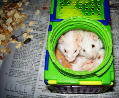 Boy mice piled into one of their toys
