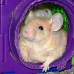 Tips for keeping mice as pets!