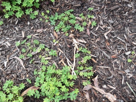 Oxalis Weeds Coming Through Mulch