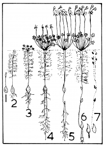 Controlling Oxalis Weeds in the Garden - The Links Site