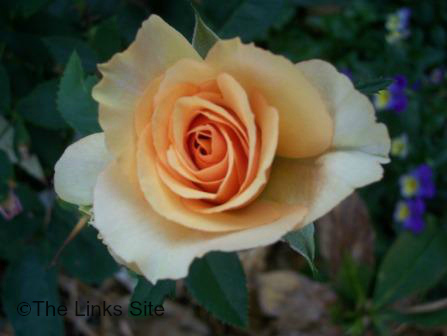 Rose Care - Apricot Rose
