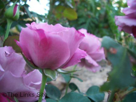 Rose Care - Mauve Rose