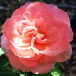 Rose Care - Pink Rose