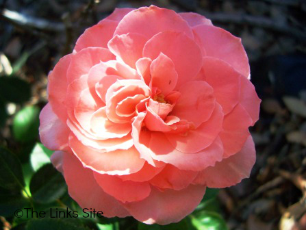 Rose Care - Pink Rose