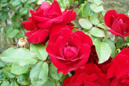 Rose Care - Red Rose