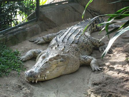 Cairns Crocodile
