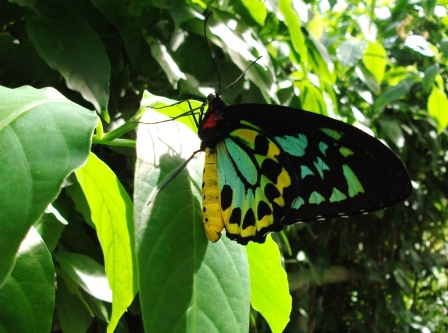 Beautiful Butterfly at Kuranda Butterfly Sanctuary