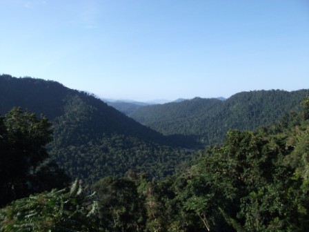 Cairns Mamu Rainforest Walk