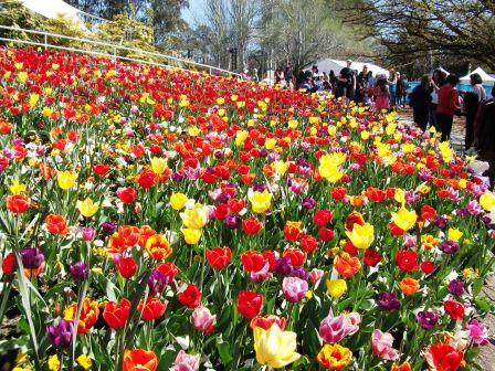 Beautiful Tulips at Canberra's Floriade in 2012