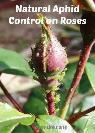 Natural Aphid Control on Roses - The Links Site