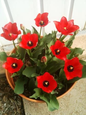 Tips for getting beautiful flowers on your tulips - The Links Site