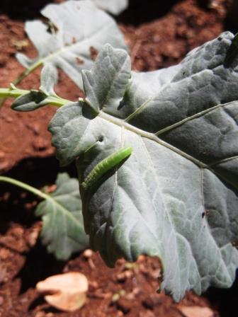Control Cabbage White Butterfly Without Sprays - thelinkssite.com