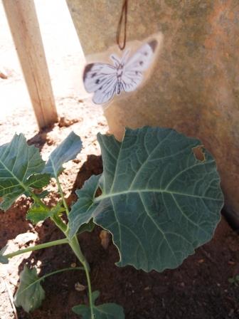 This is one of the Cabbage White Butterfly Decoys that I Made to try and Deter the Actual Butterflies.