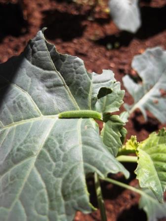 How to Control Cabbage White Buttefly on Brassica - thelinkssite.com