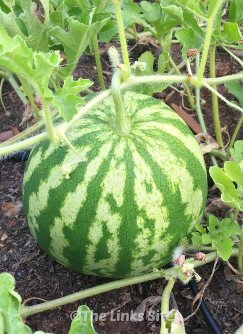 Large watermelon on the ground and still attached to the vine.
