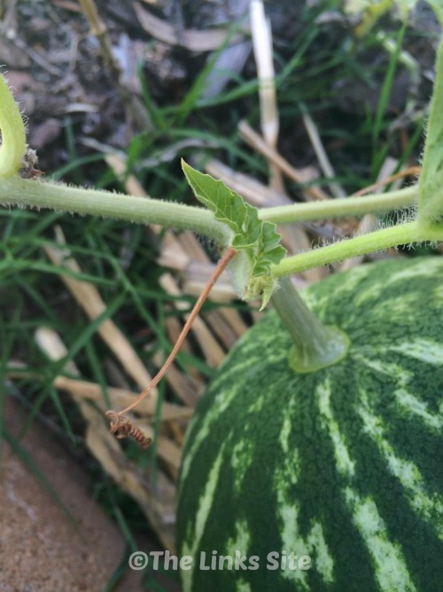Close up of a watermelon stem where it is attached to the vine.