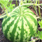 Large watermelon on the ground and still attached to the vine. Text overlay says: Tips for Growing & Harvesting Watermelons.