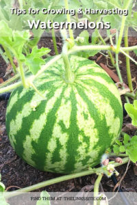 Large watermelon on the ground and still attached to the vine. Text overlay says: Tips for Growing & Harvesting Watermelons.