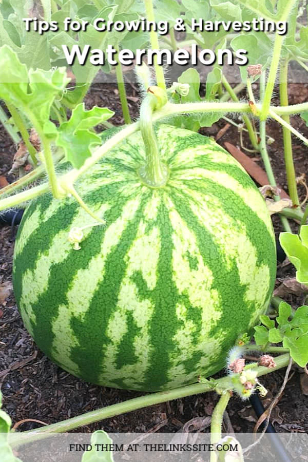 Large watermelon on the ground and still attached to the vine. Text overlay says: Tips for Growing & Harvesting Watermelons. 