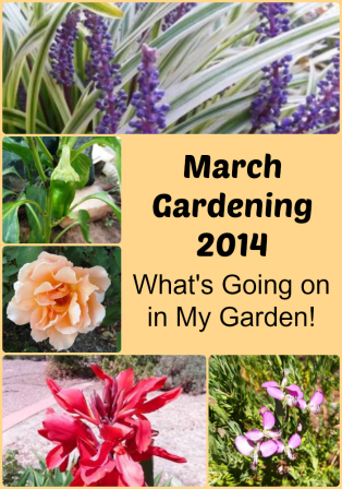 March Gardening 2014- What's Going on in My Garden! thelinkssite.com