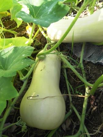April Gardening Hints - will be picking these pumpkins soon - thelinkssite.com