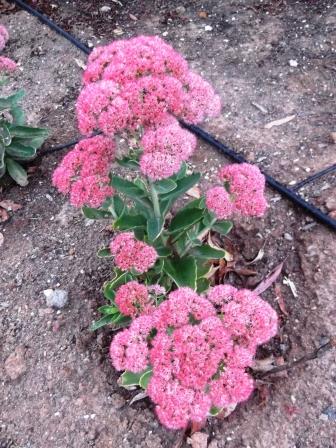 April Gardening - We have found the sedum plant to be a gread addition to our garden - thelinkssite.com