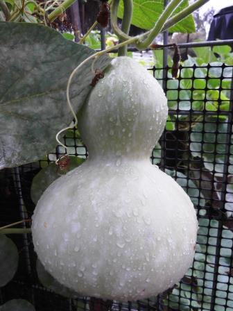 Drying gourds - handy tips and advice - thelinkssite.com