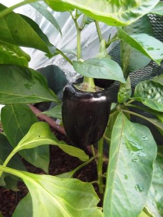 I am hoping one of my May gardening jobs will be to pick these beautiful capsicums - thelinkssite.com