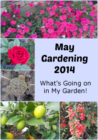 May Gardening - What jobs should we be doing - thelinkssite.com