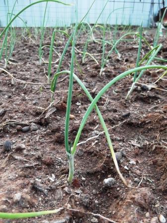 One May gardening job is to plant onions - thelinkssite.com