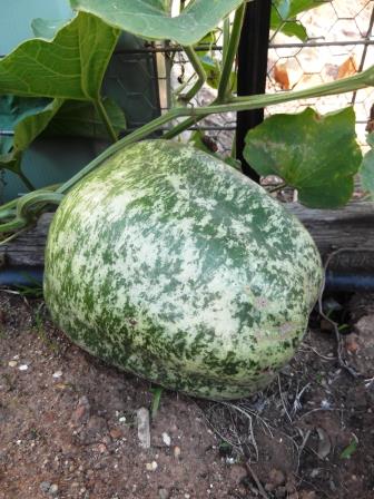 Some useful tips when learning about drying gourds - thelinkssite.com