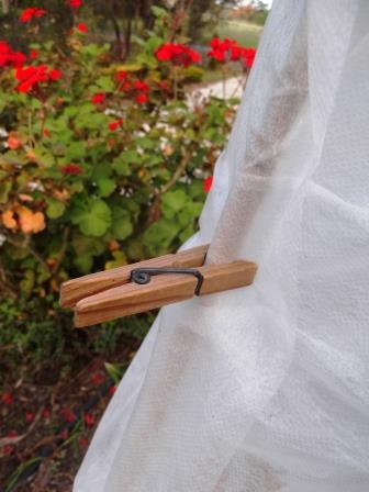 Frost Protection for Plants - secure your frost cloth with clothes pegs - thelinkssite.com