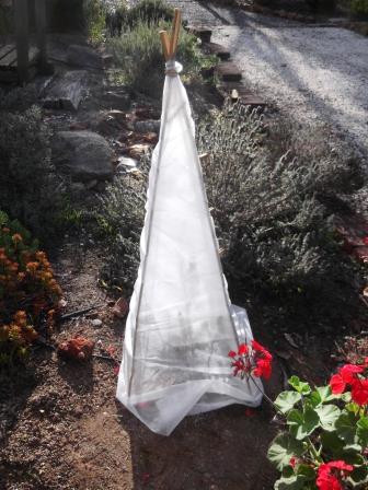 Frost protection using a teepee structure - thelinkssite.com