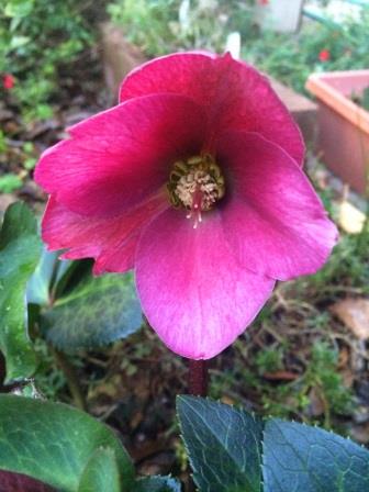 Good July gardening tip - plant hellebores in shady spots for some winter colour - thelinkssite.com