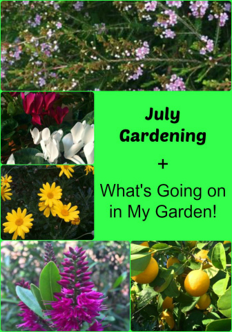July Gardening - What jobs should we be doing in the garden during July - thelinkssite.com