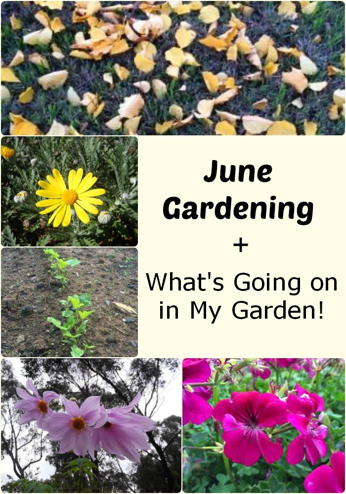 June gardening ideas and a look at what I have been doing in the garden lately - thelinkssite.com