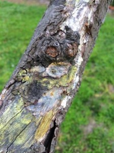 Treating Fungal Growth on Fruit Trees - The Links Site